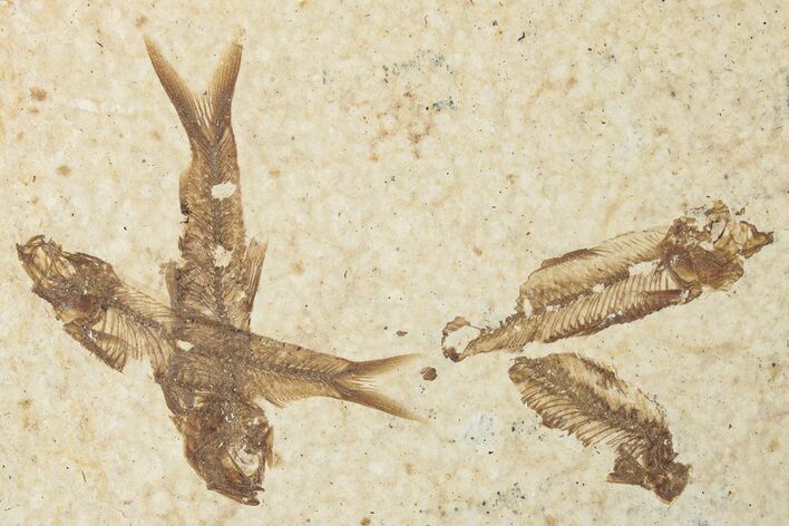 Fossil Fish (Knightia) Mortality Plate - Wyoming #339051